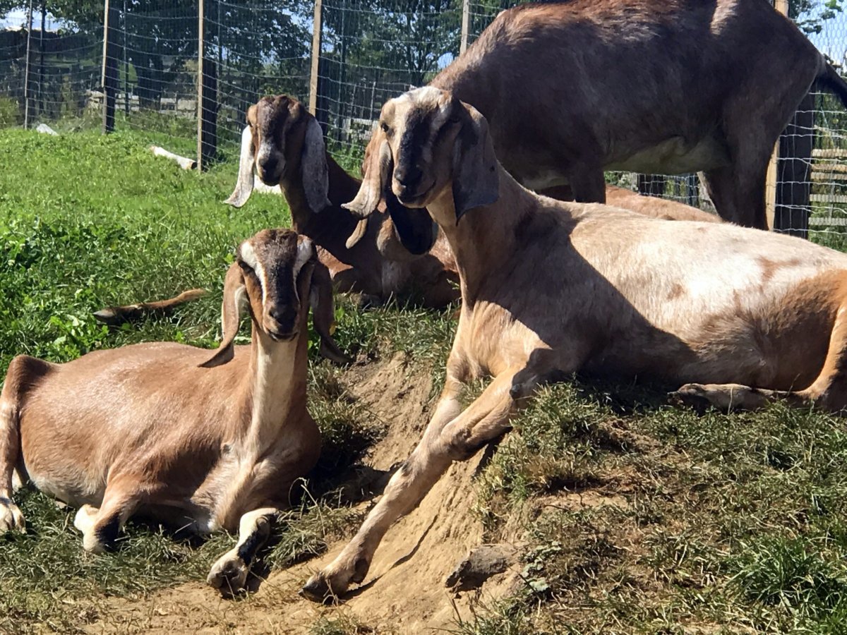 Нубийские козы