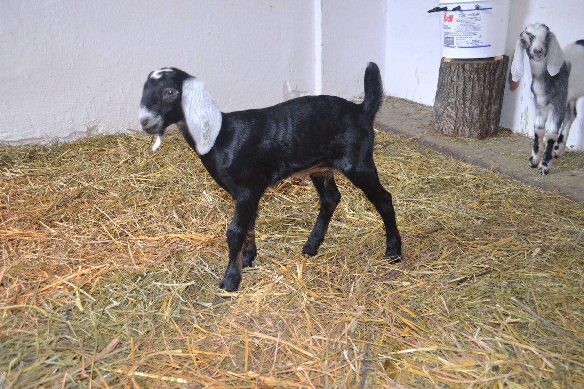 Anglo-Nubian Goat