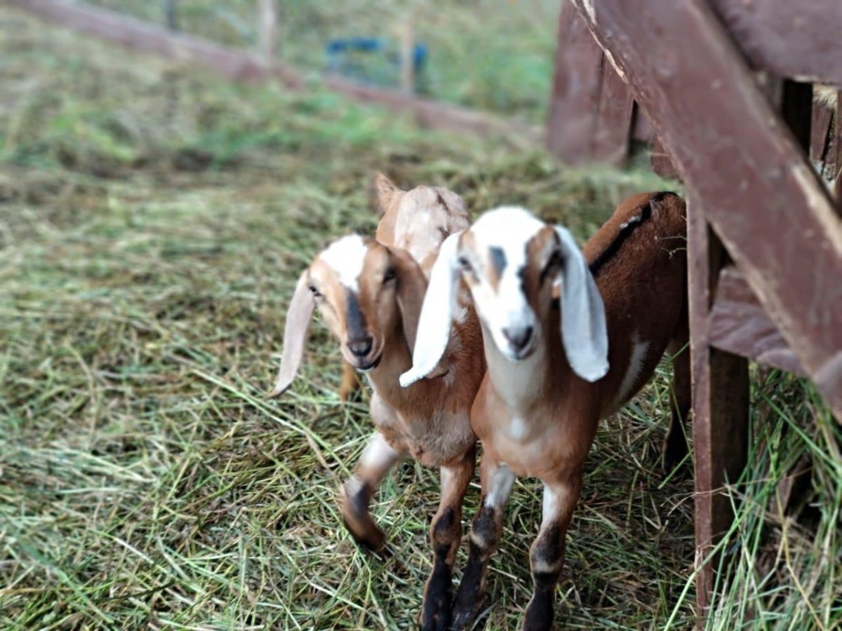 Козы нубийской породы