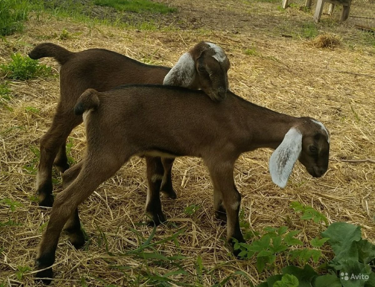Англо нубийские козлята