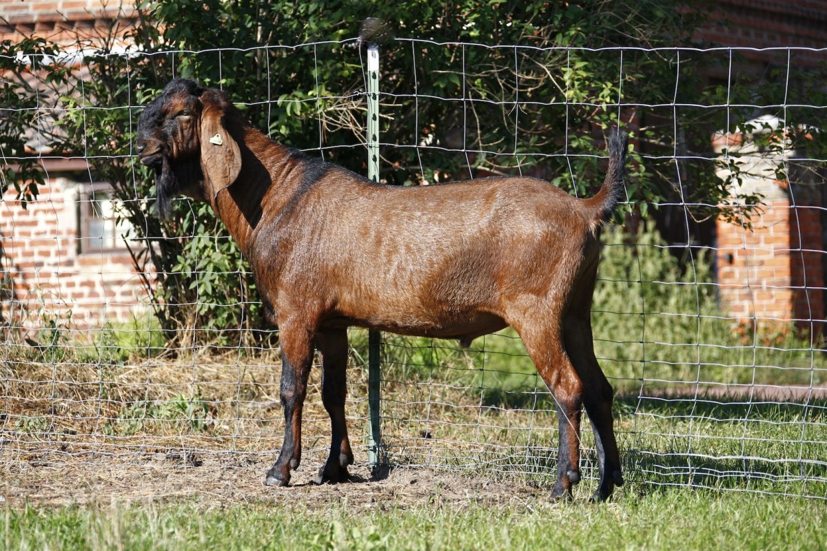 Англо нубийские козы фото