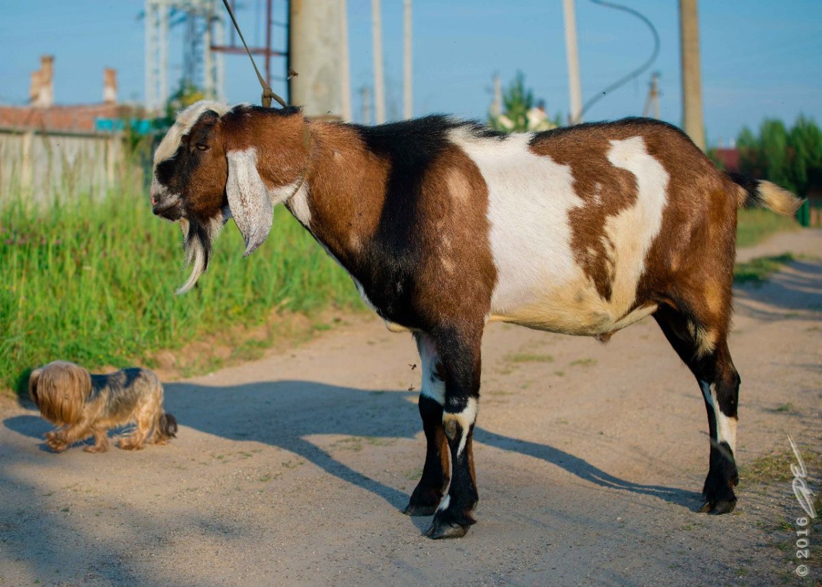 Базаркин нубийские козы