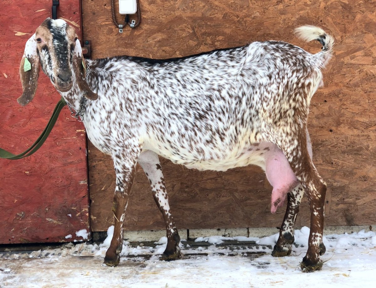 Нубийские козлятки