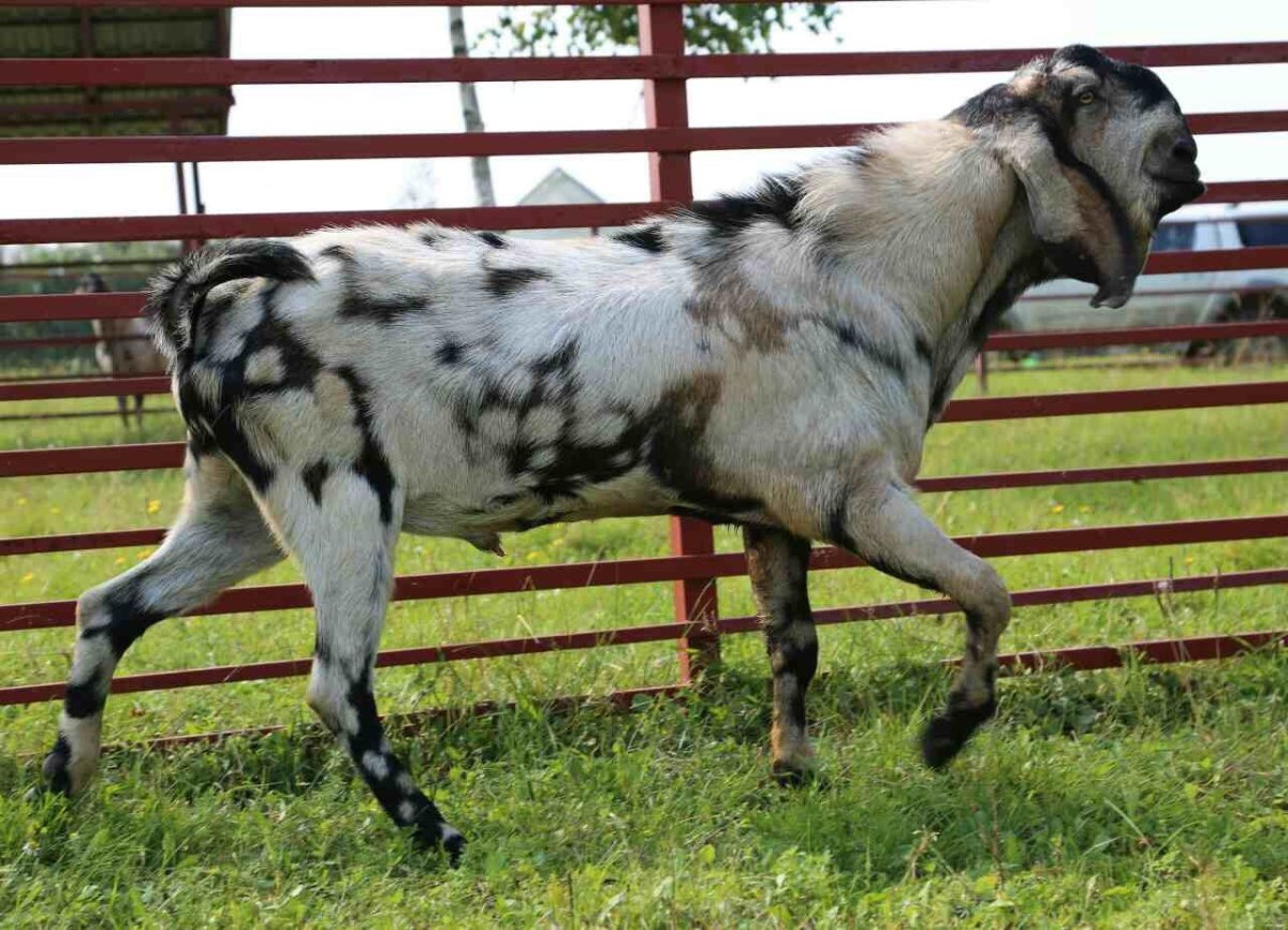 Нубийские козы окрас Павлин