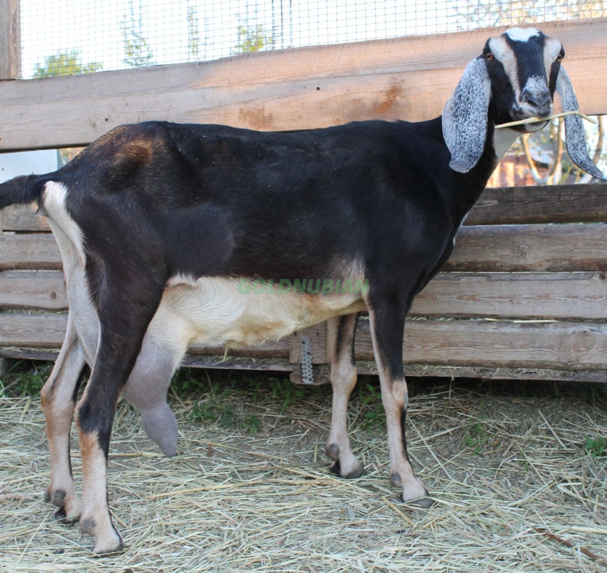 Козы нубийской породы