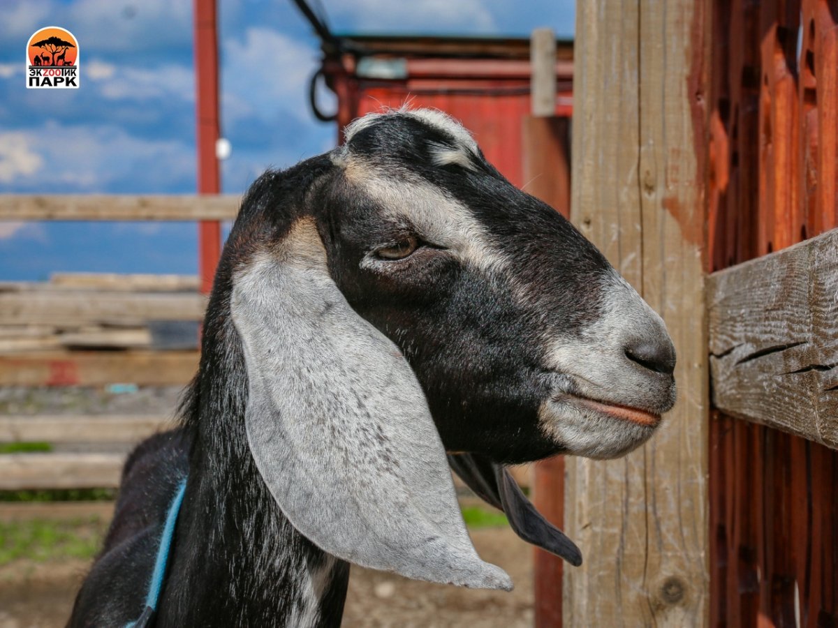 Нубийская корова