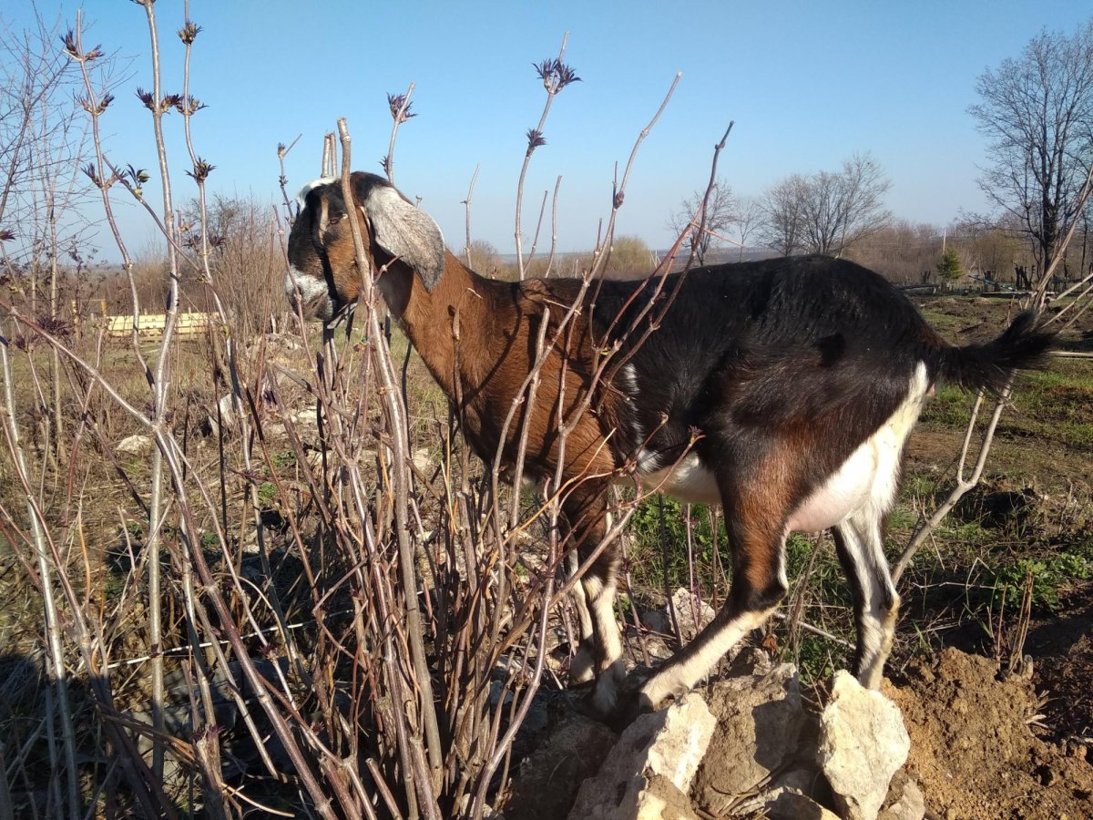 Козлята нубийской породы