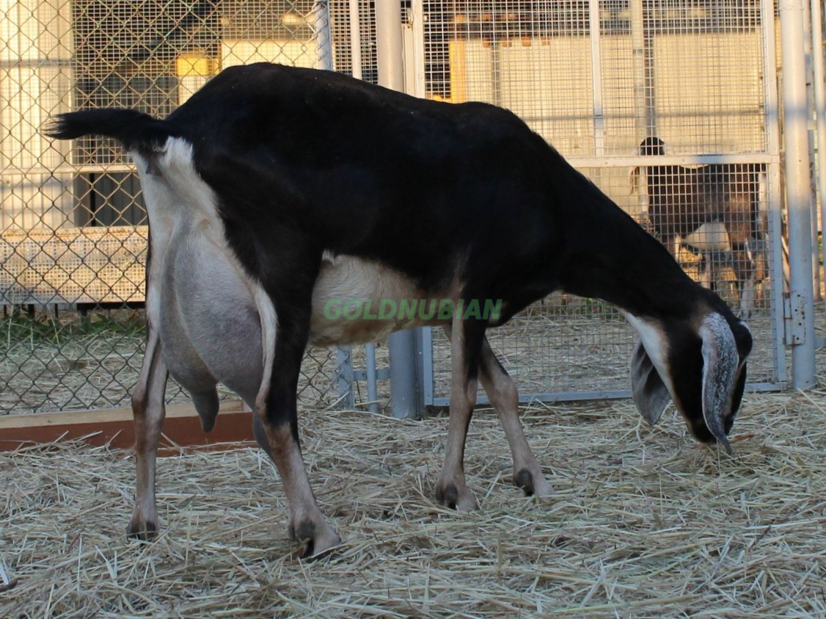 Молоко козы нубийская порода