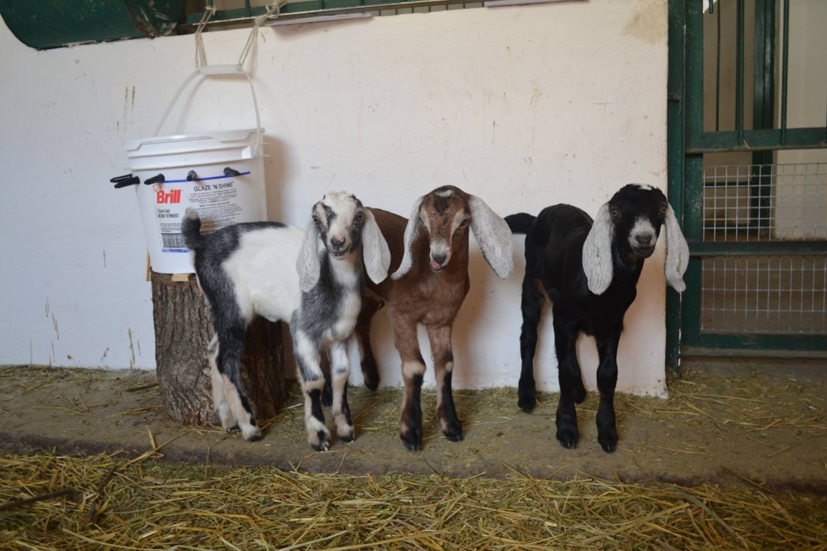 Белая нубийская нубийская коза