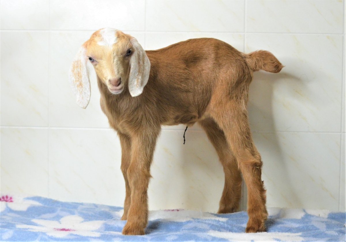 Нубийская коза Калининградский зоопарк