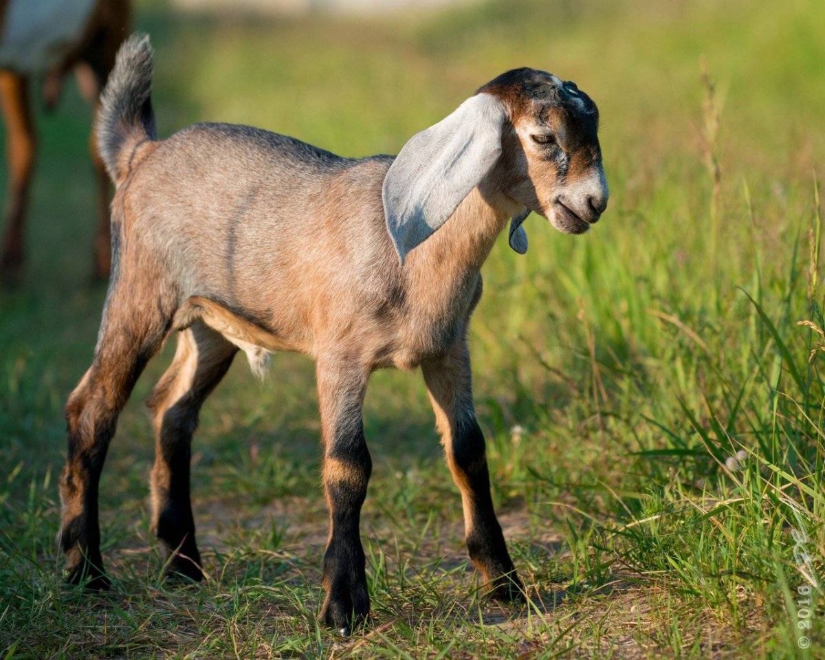 Англо нубийские козы фото