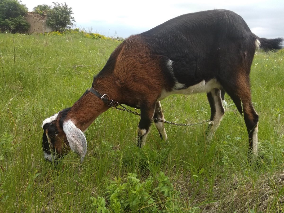 Окрасы нубийских коз