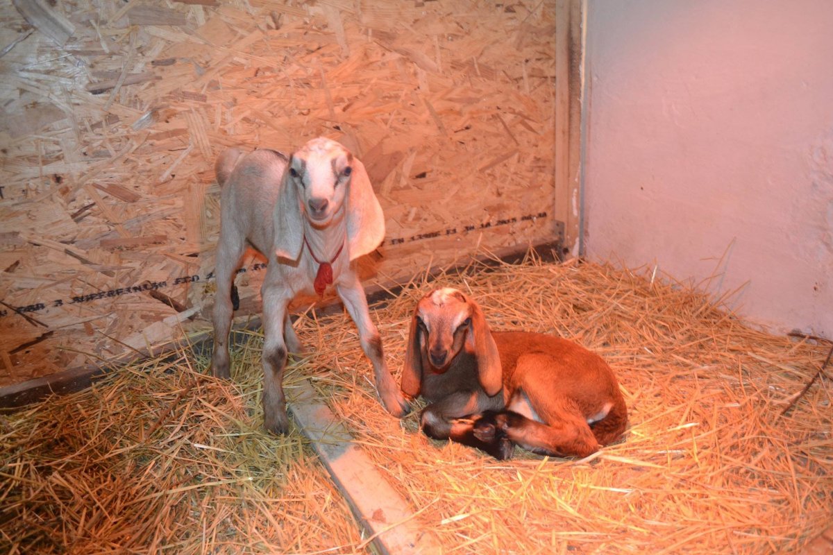 Альпийско нубийская порода коз