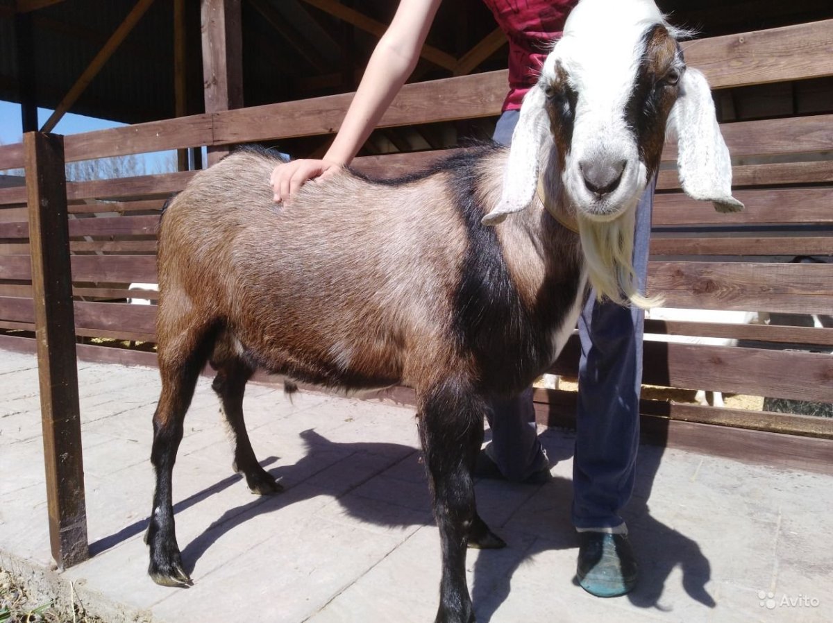 Нубийские козы