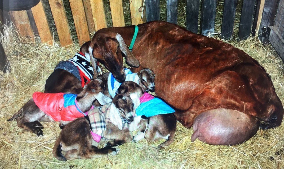 Альпо нубийский козел