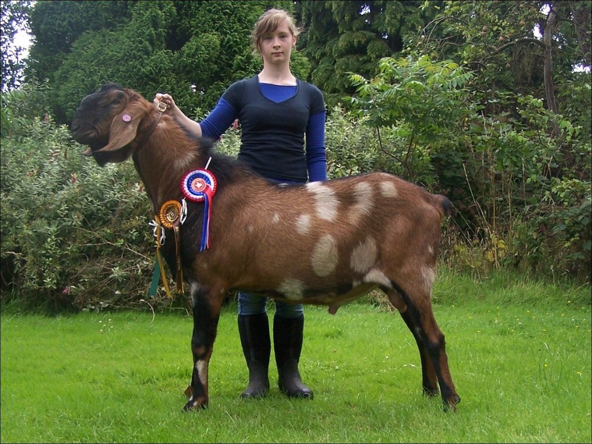 Anglo Nubian Goat long hair