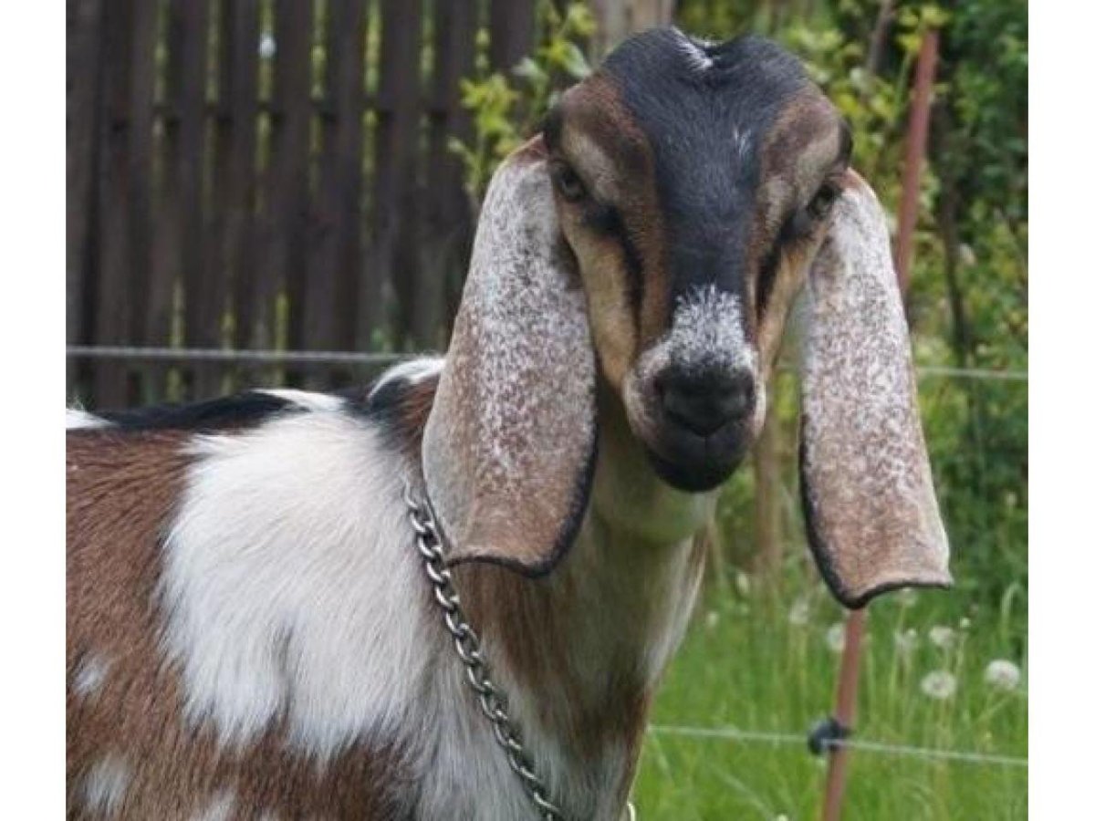 Англо-нубийская коза