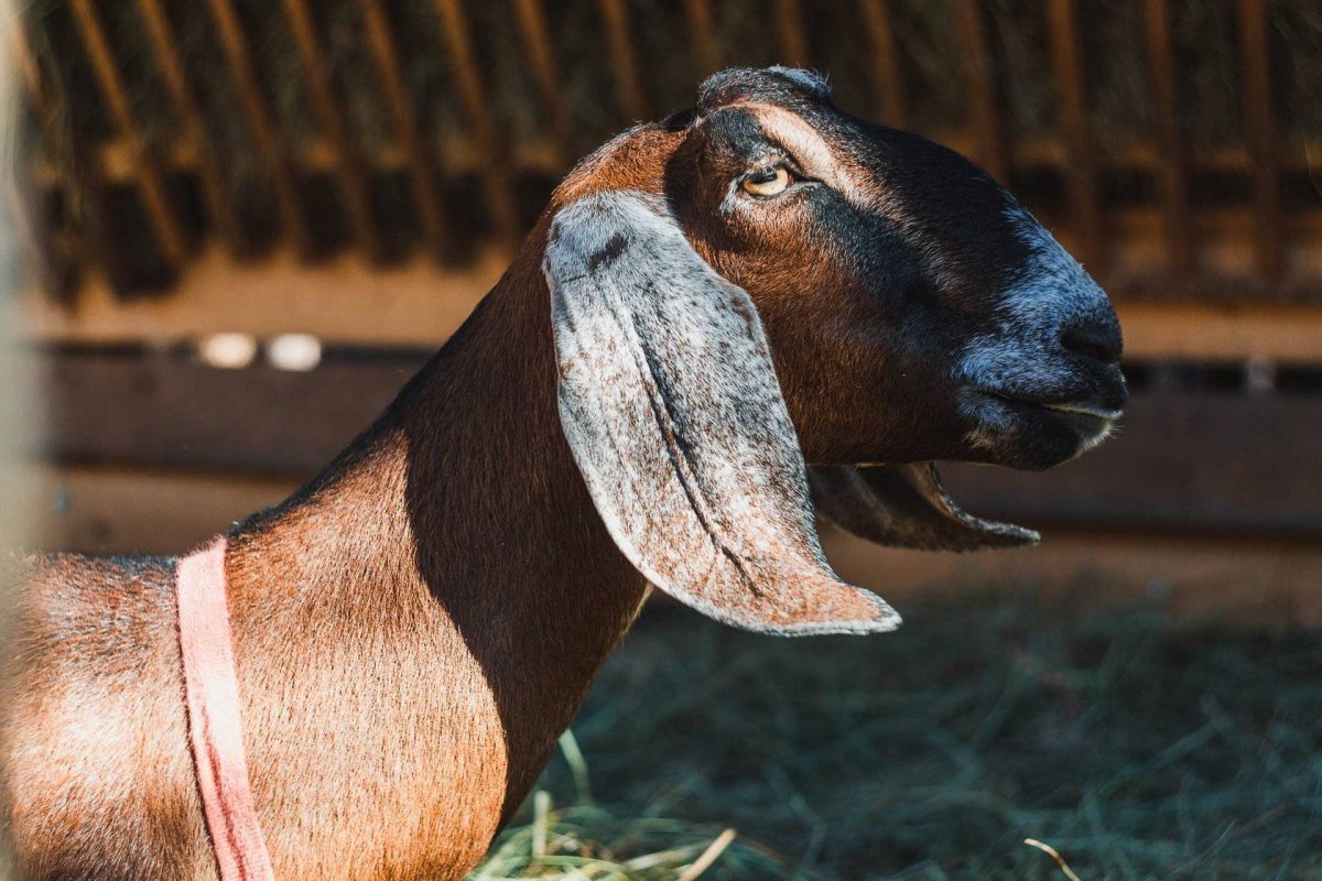 Нубийские козы арт