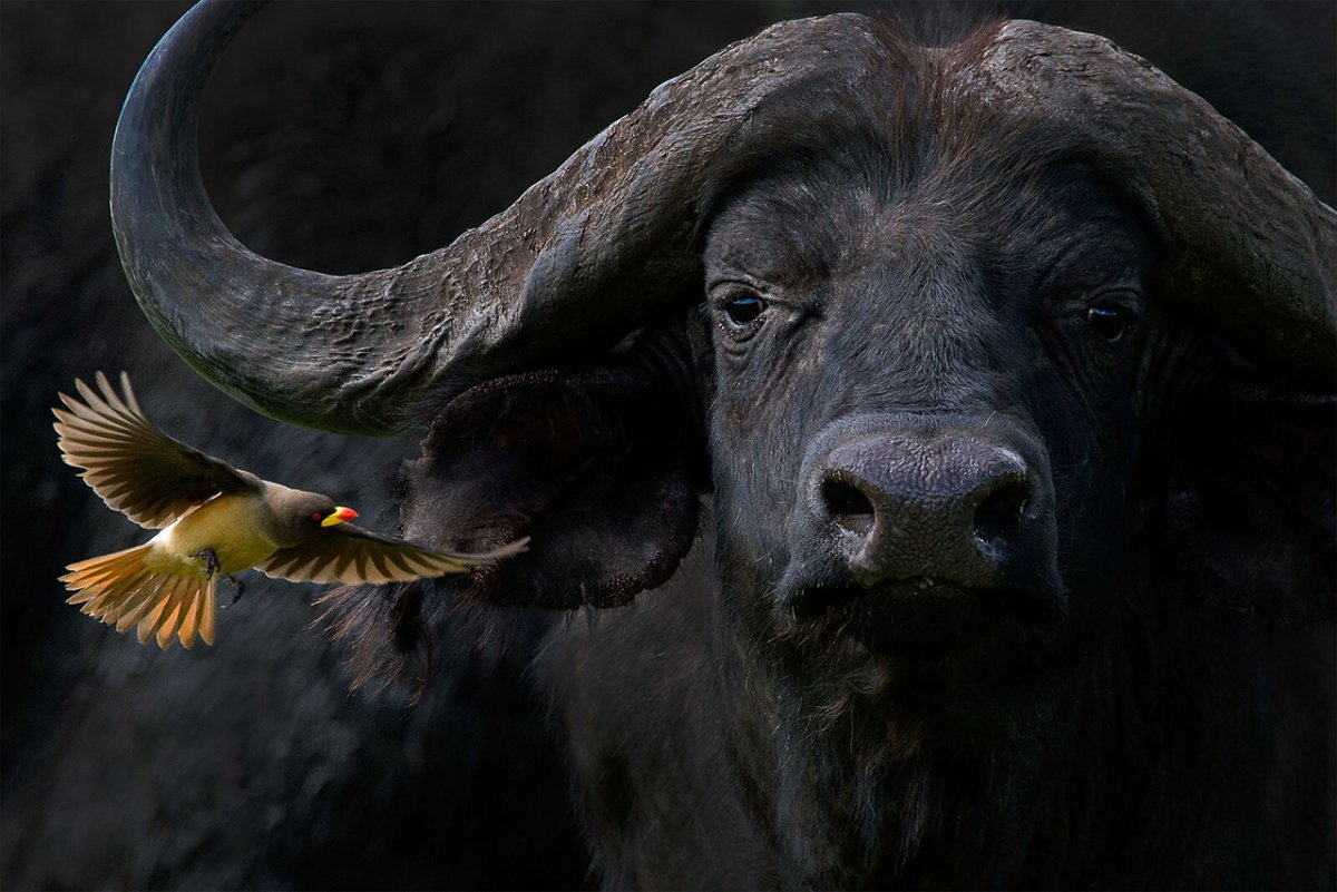 Буйвол кавказский