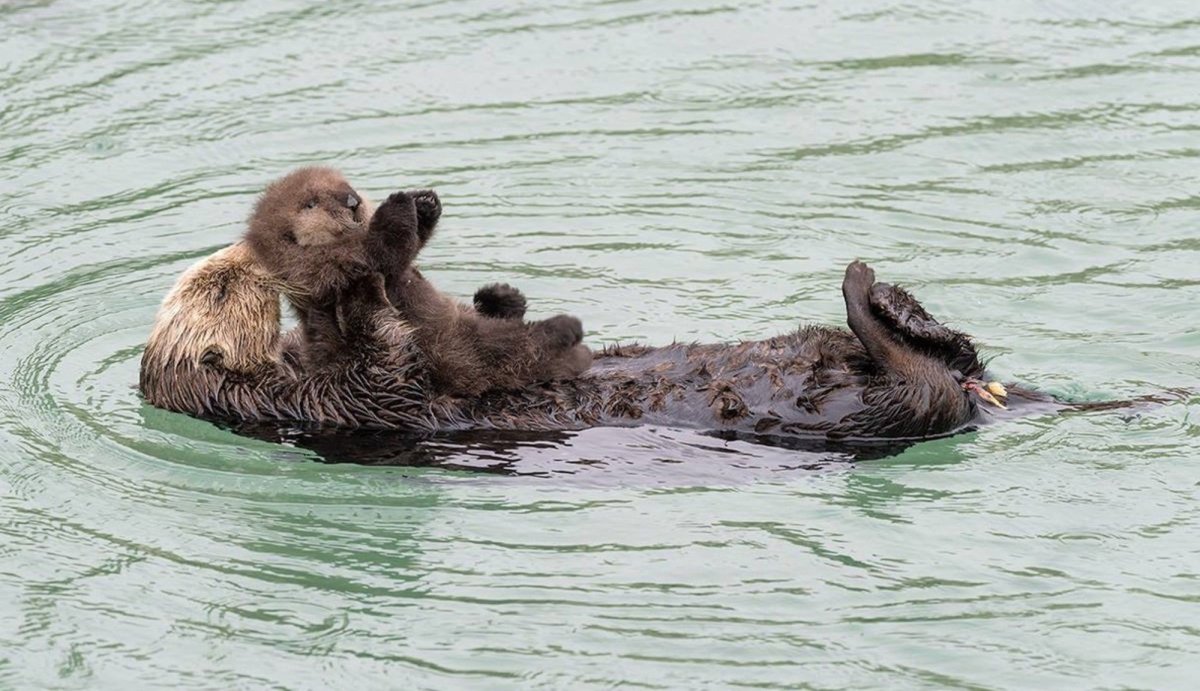 Бобер плывет на спине
