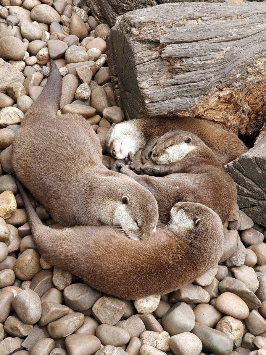 Морская выдра калан спит