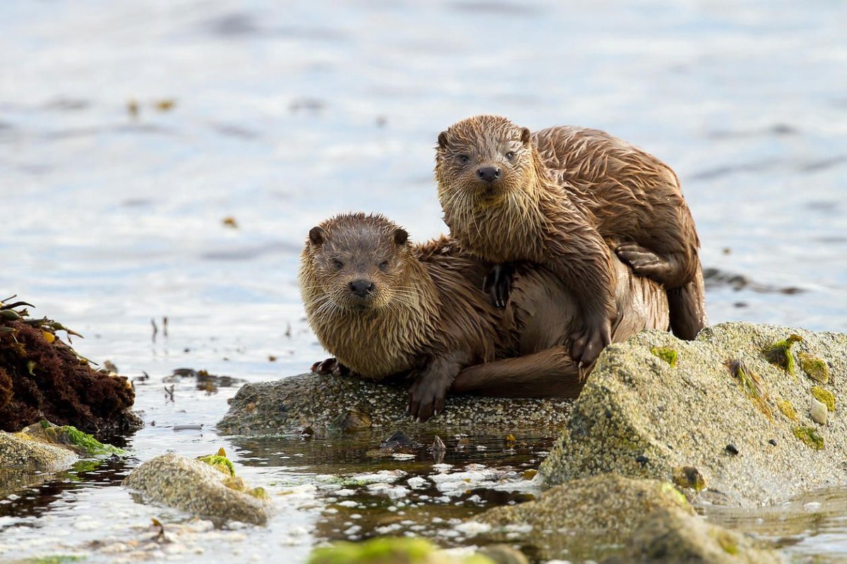 Выдры пары моногамные