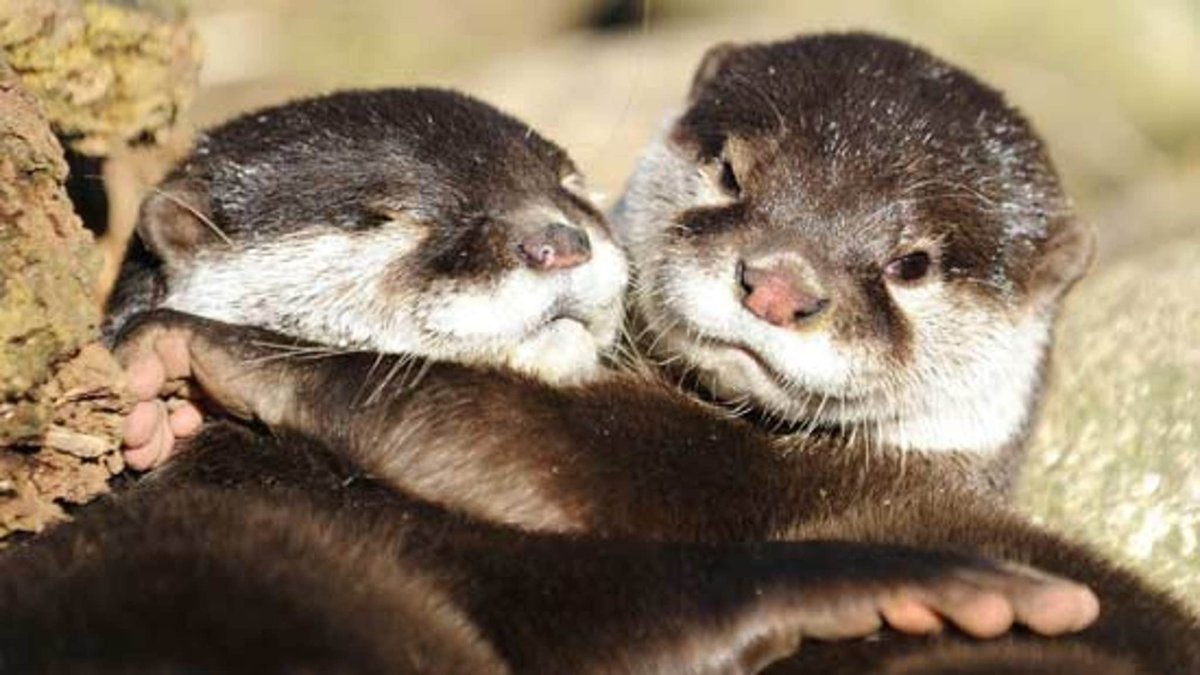 Выдра лежит