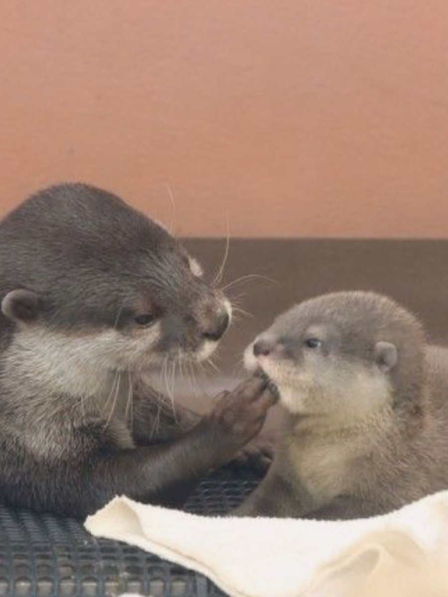 Любовь выдры