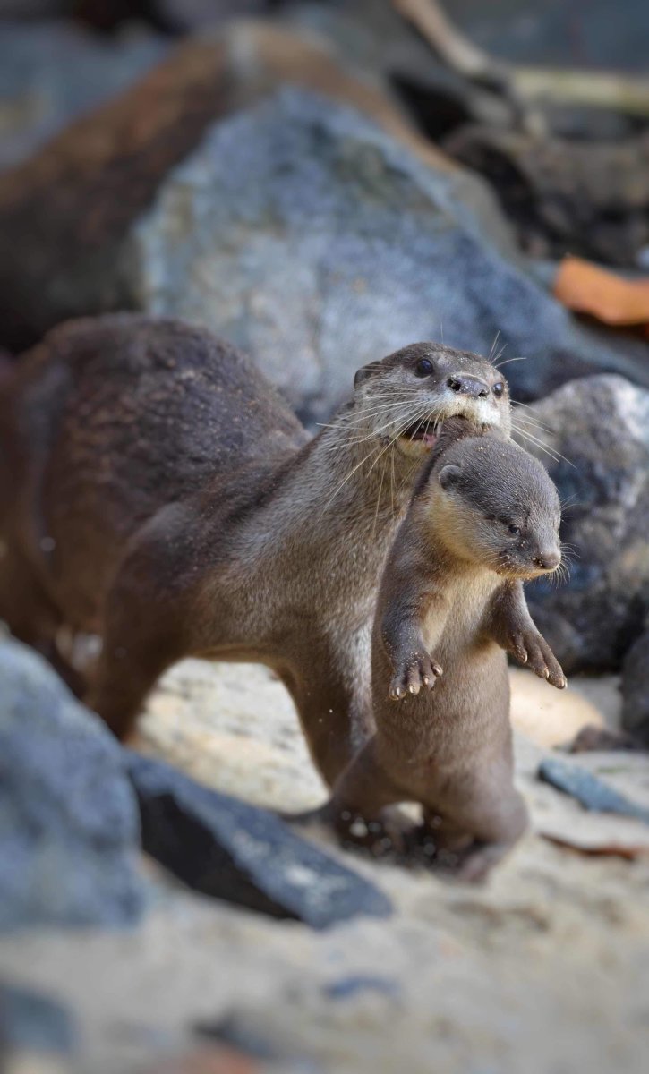 Морская выдра при опасности