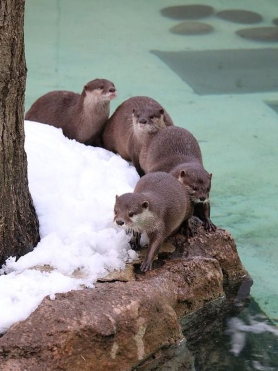 Калан с детенышем