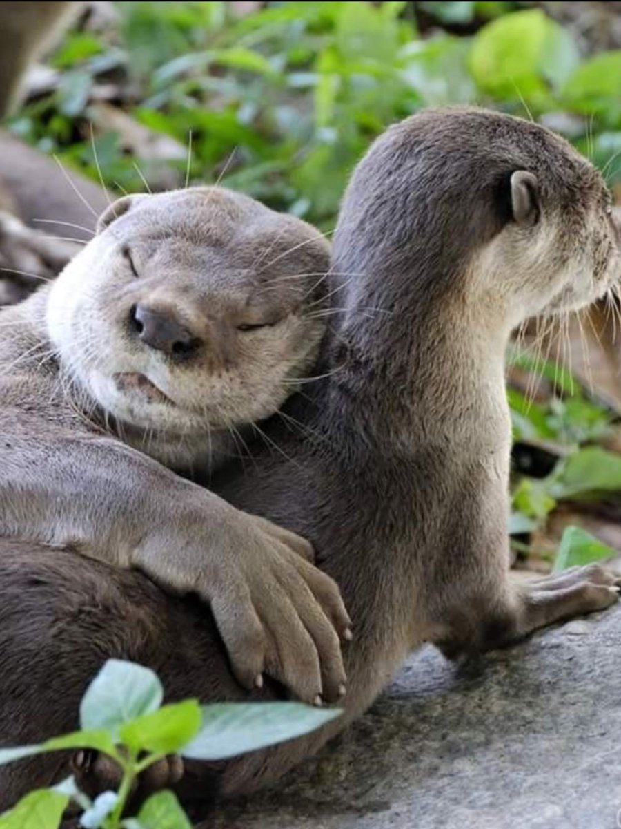 Выдра с детенышем