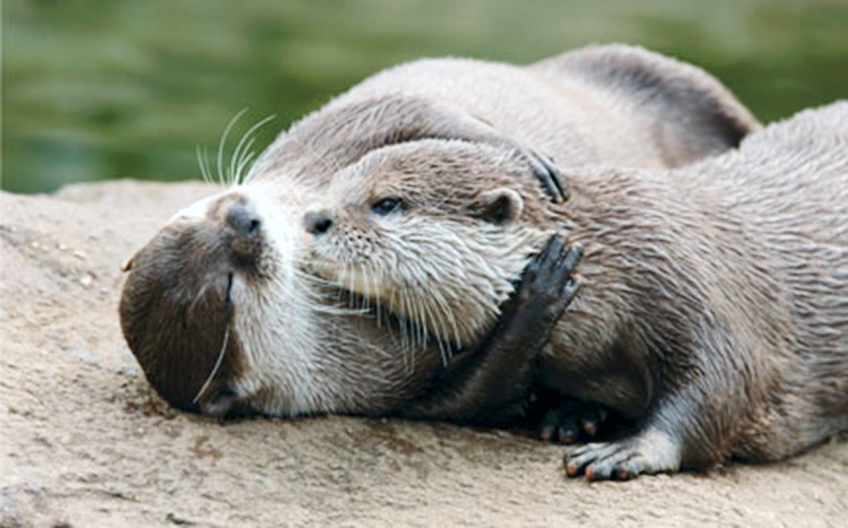 Выдры нежности