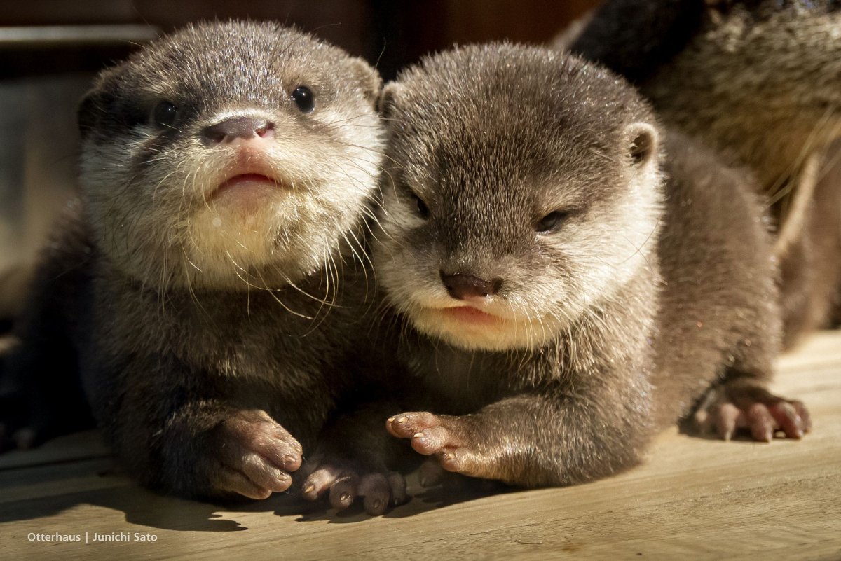 Выдра домашняя милая малыш