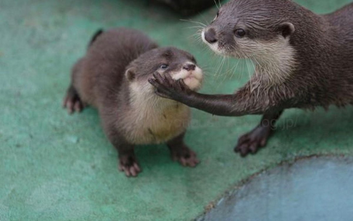 Выдры пара