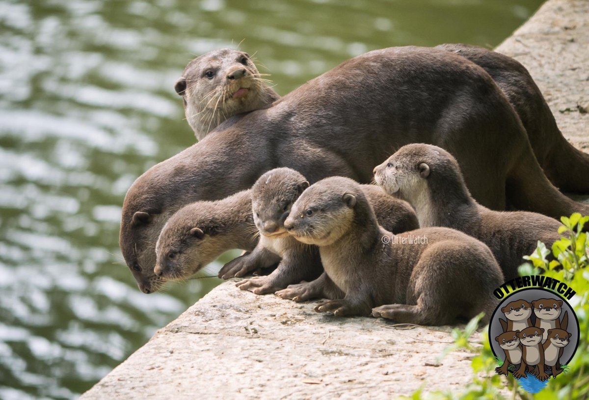 Выдра Речная