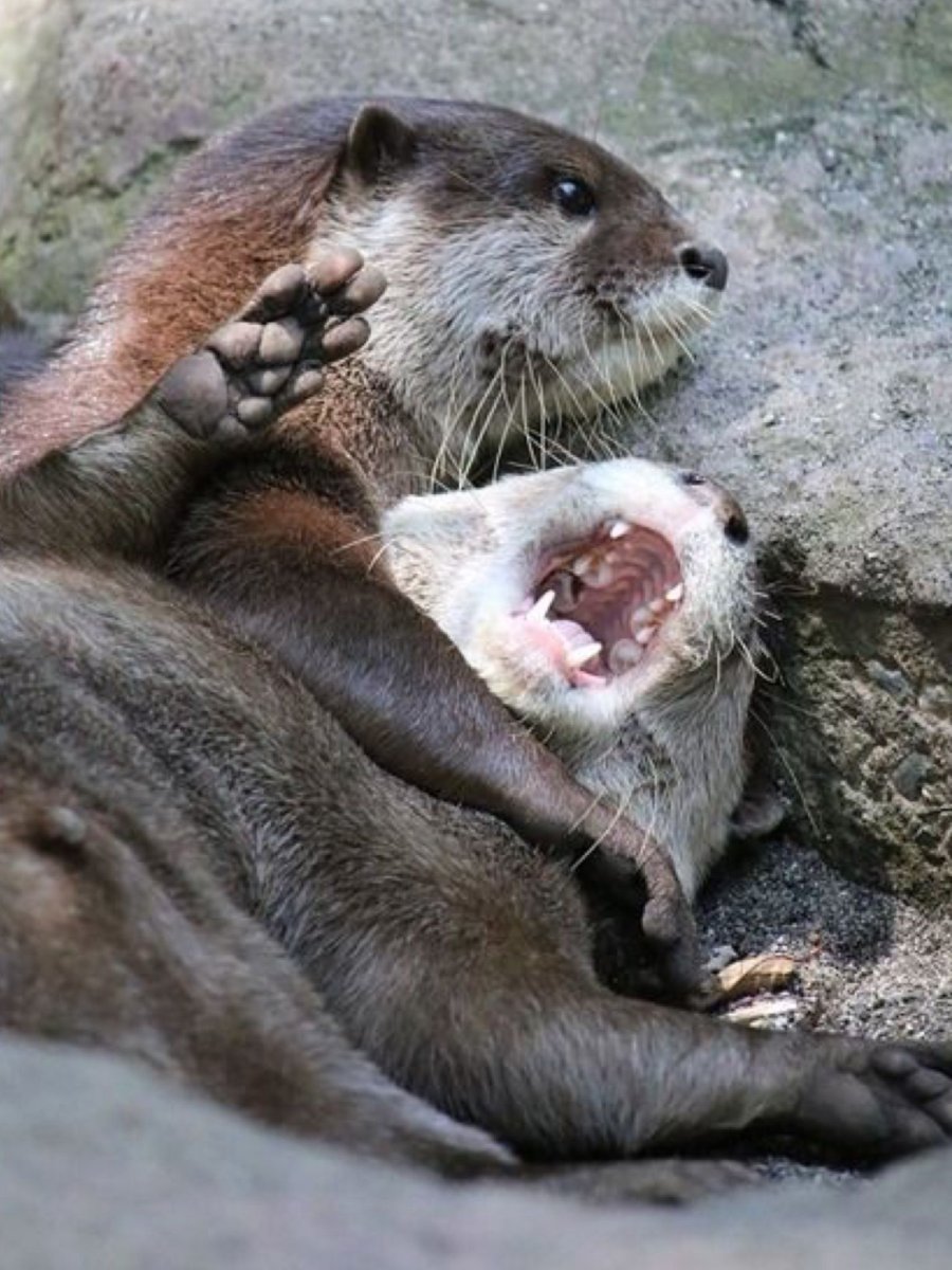 Каланы спаривание