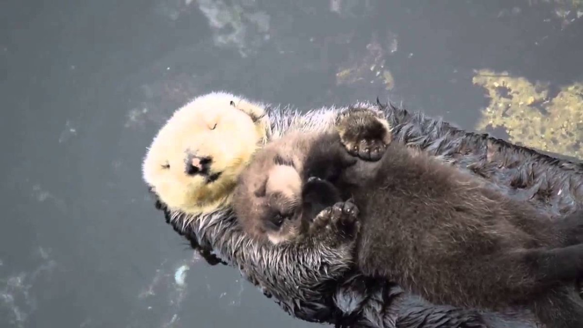 Выдры мама и малыш