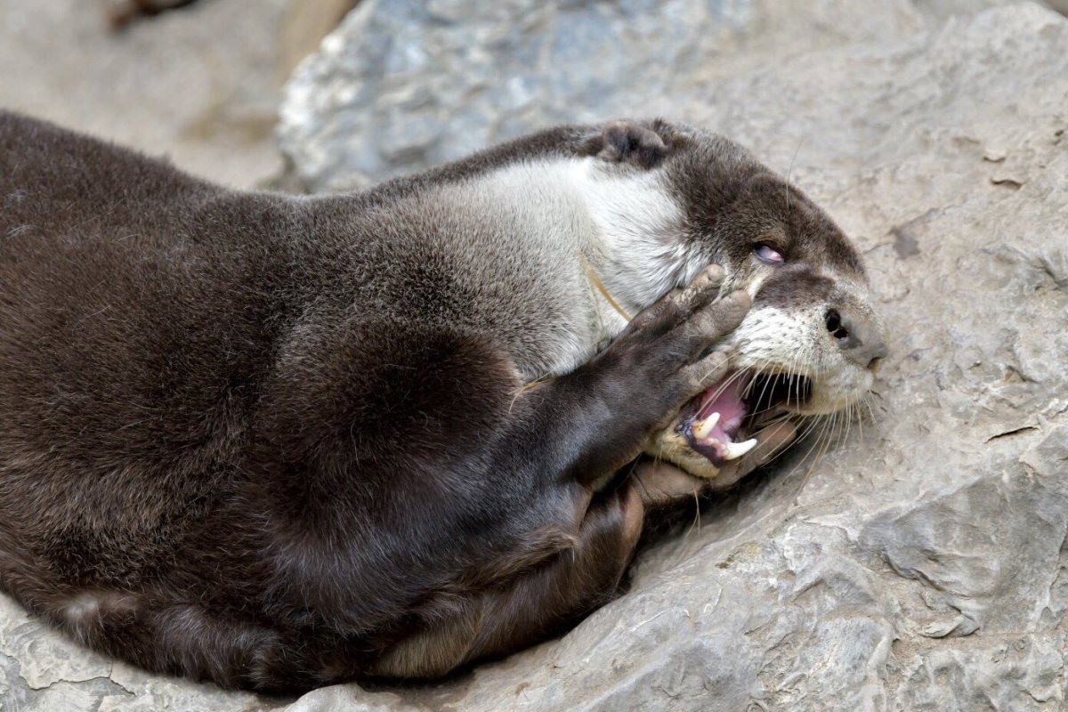 Выдра с детенышем на руках