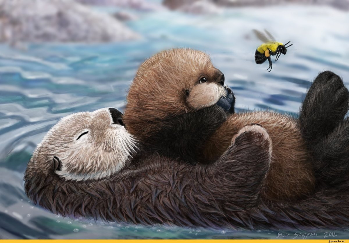 Каланы обнимаются