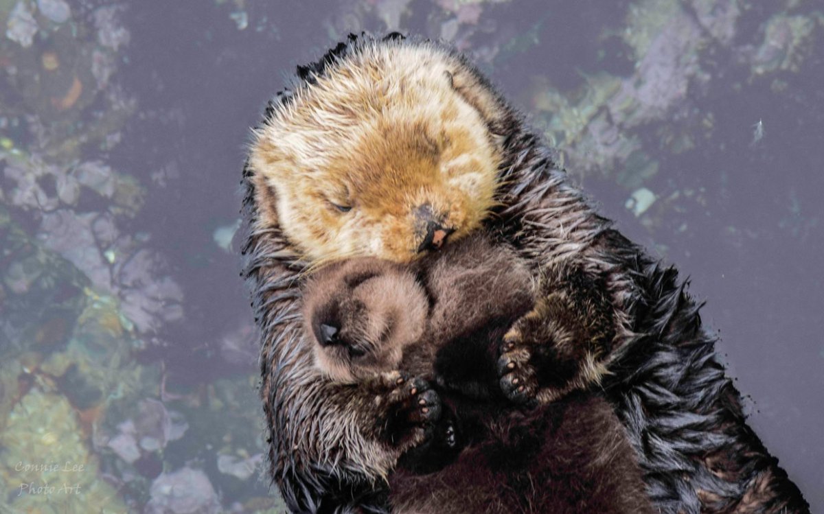 Морская выдра калан малыш