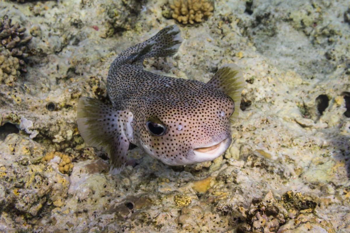 Голожаберные (Nudibranchia)