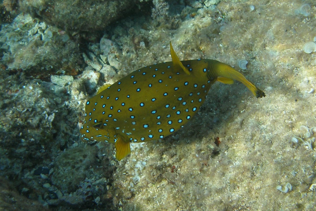 Аравийский кузовок