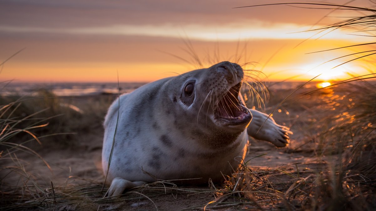 Белек обои на рабочий стол