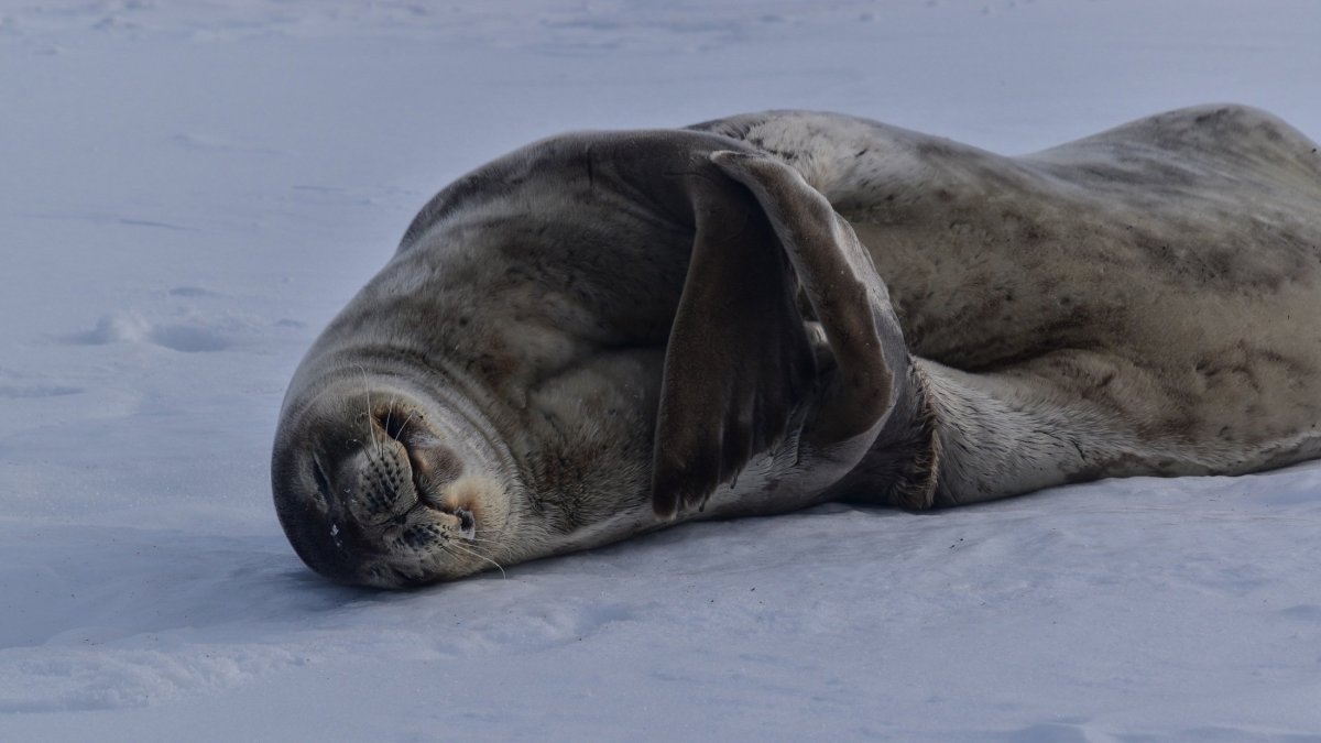 Нерпа Северодвинск