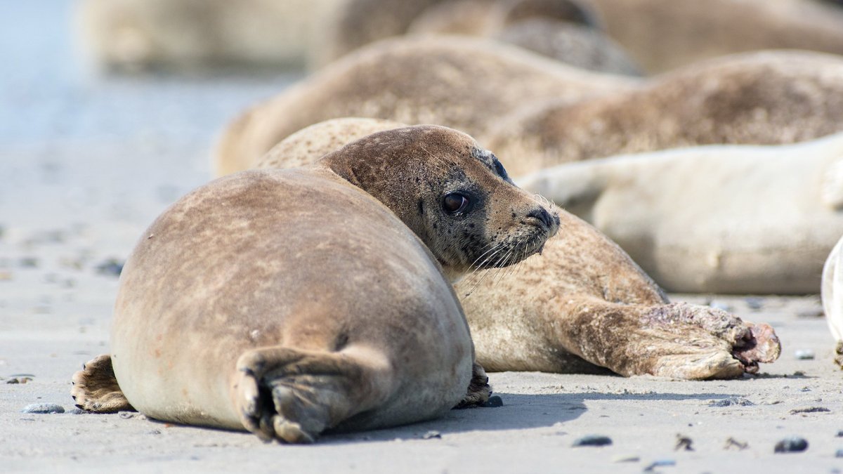 Тюлени Phocidae