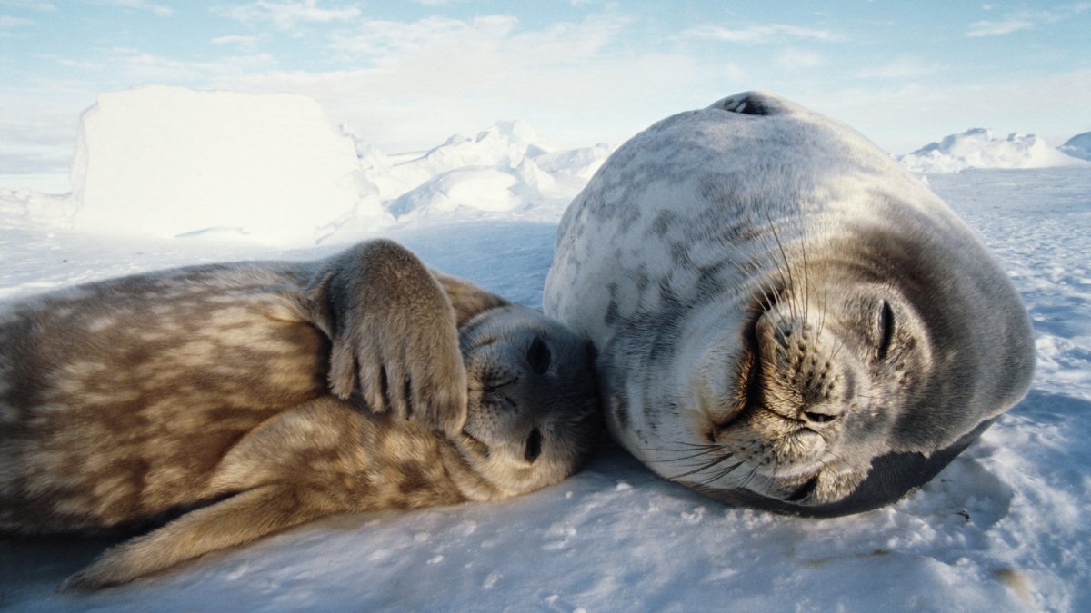Тюлень лежит и балдеет