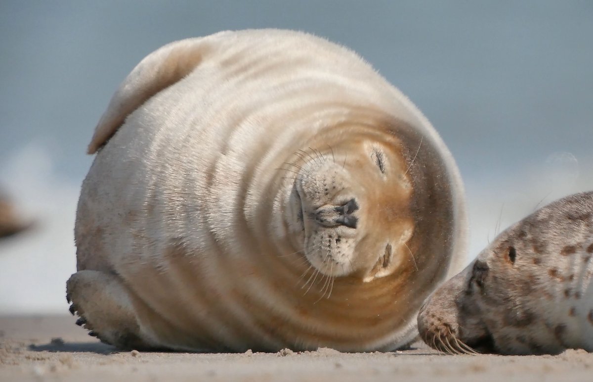 Жирный тюлень