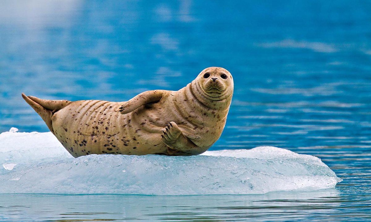 Морской котик лежит на спине