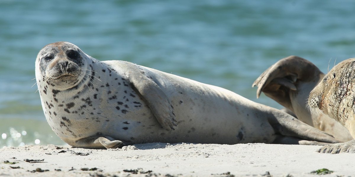 Атлантический обыкновенный тюлень