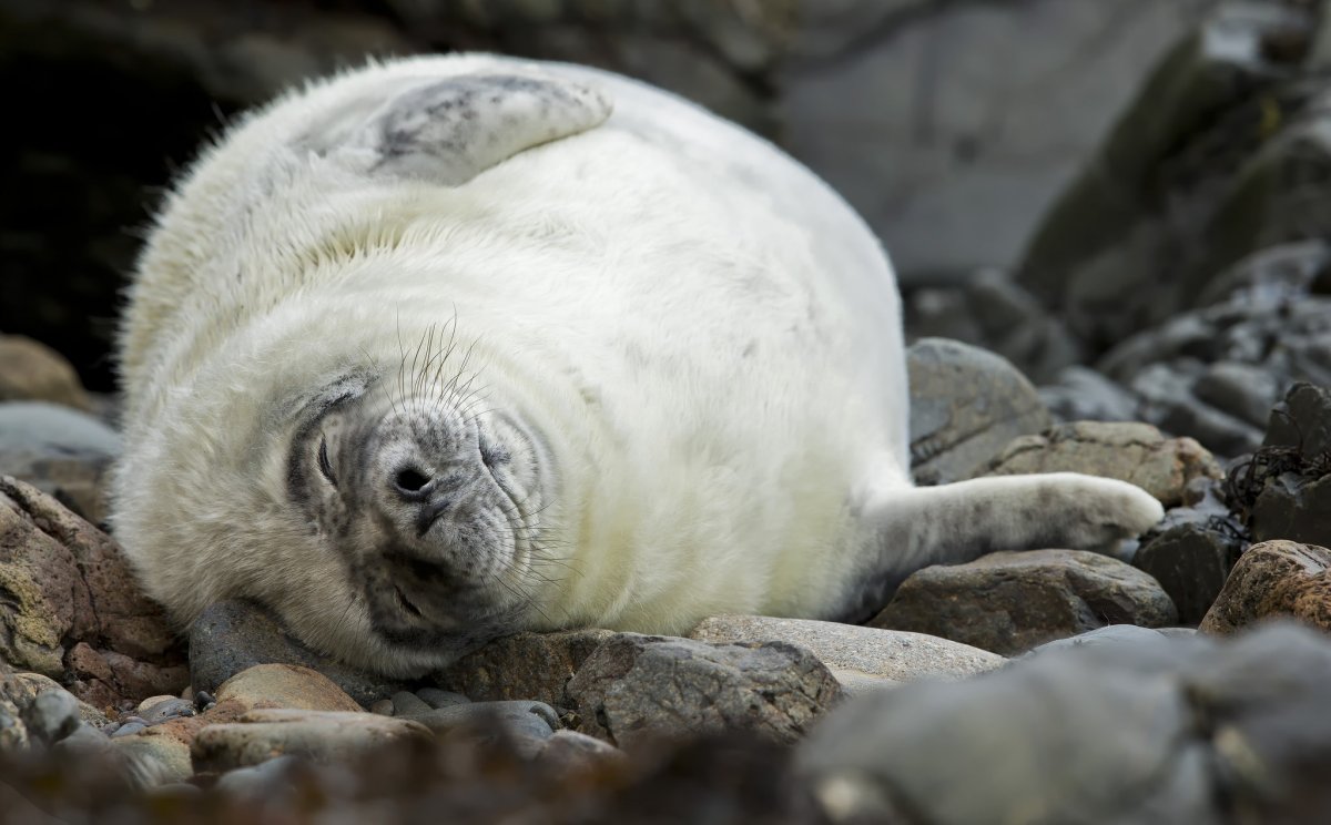 Спящие тюлени